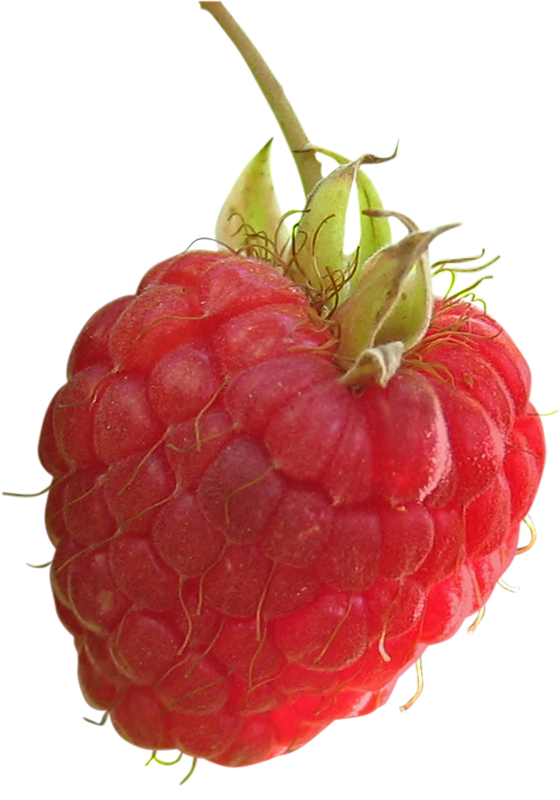 Raspberry, Raspberry png, Raspberry png image, Raspberry transparent png image, Raspberry png full hd images download